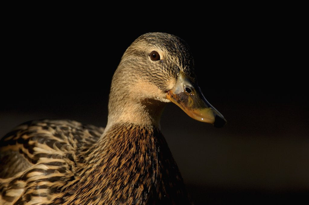 Detail of Female Mallard by Anonymous