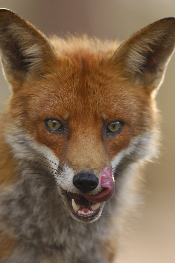 Detail of Red Fox Licking its Lips by Corbis
