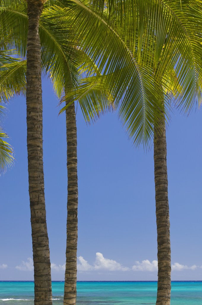 Detail of Palm Trees on Beach by Anonymous