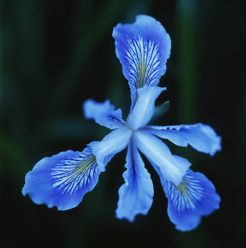 Detail of Blue Flower by Anonymous