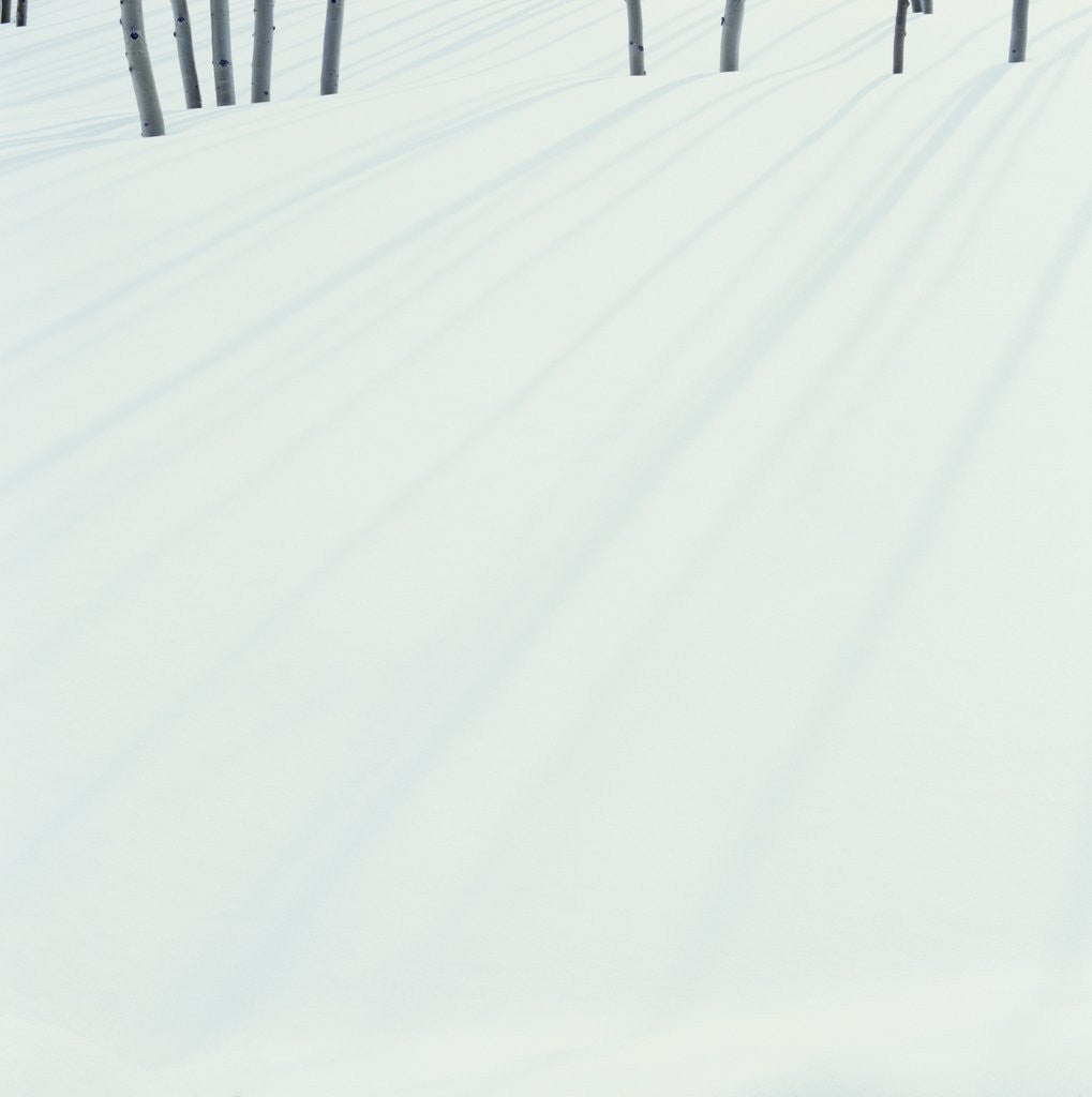 Detail of Shadows of Trees on Fresh Snow by Anonymous