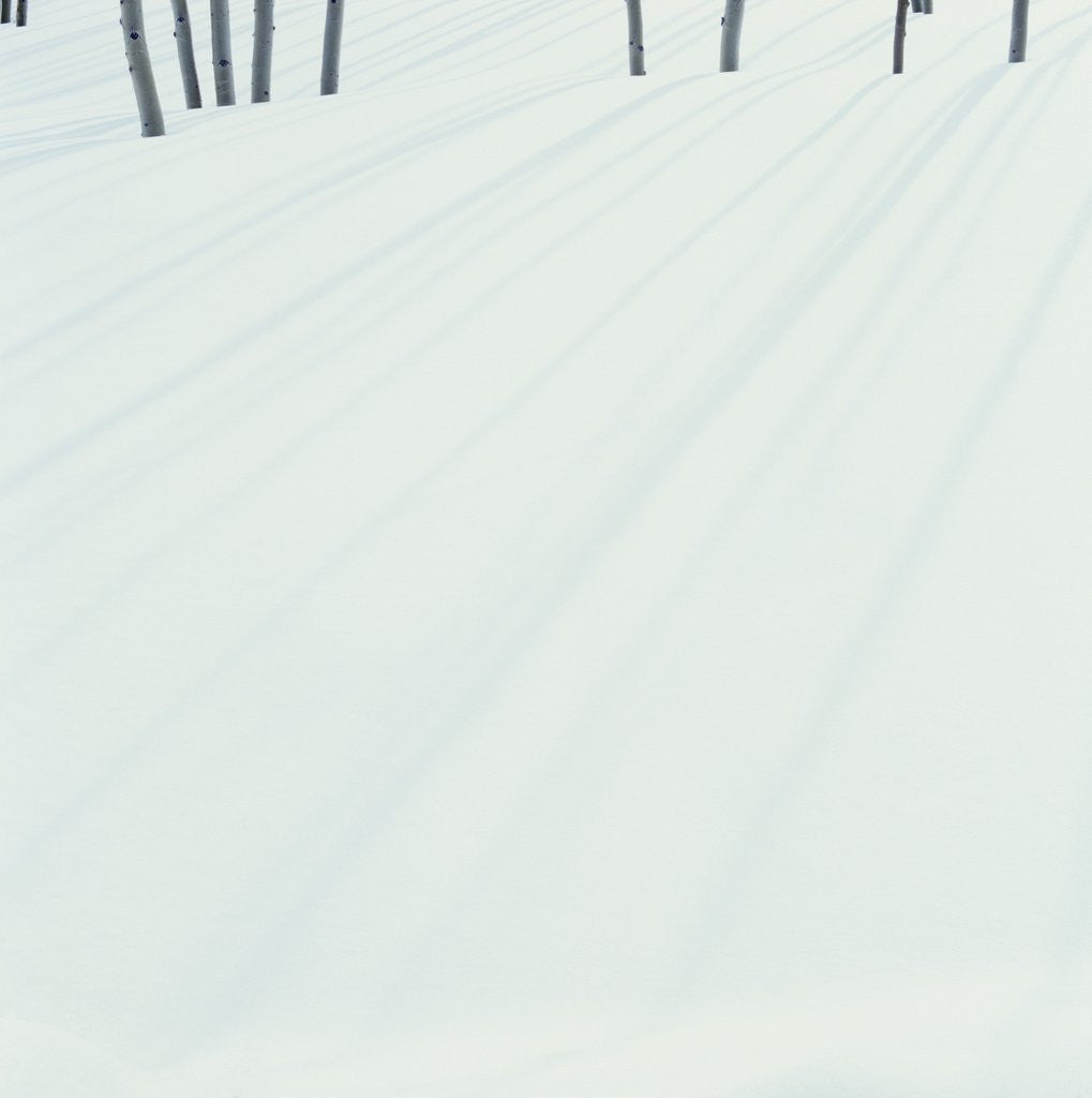 Detail of Shadows of Trees on Fresh Snow by Corbis