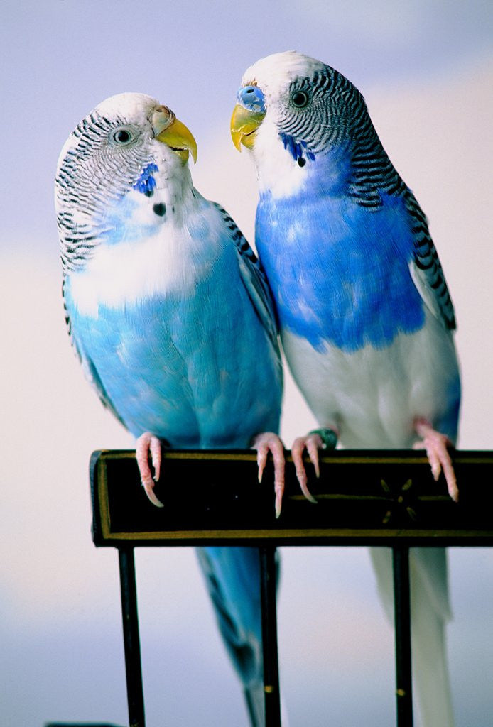 Detail of Pair of Parakeets Perching on Chair Back by Anonymous