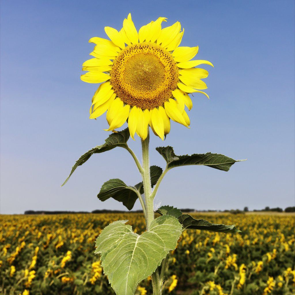 Detail of Field of Sunflowers by Corbis