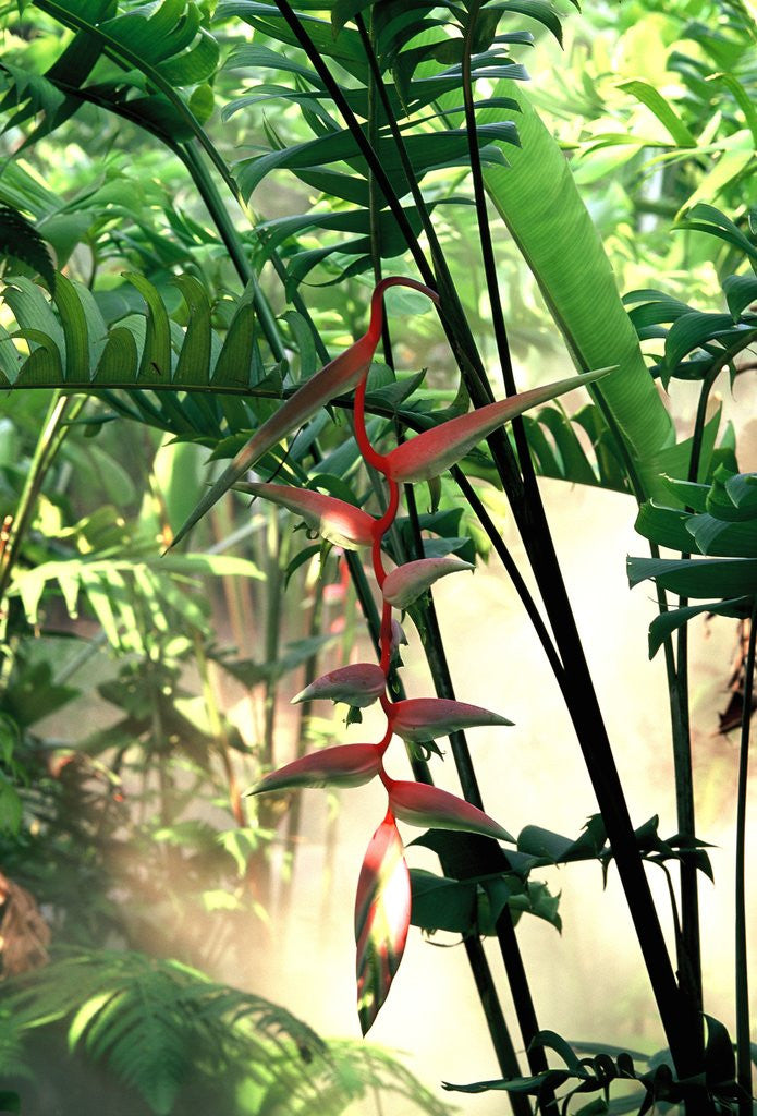 Detail of Heliconia Growing Among Tropical Ferns by Anonymous