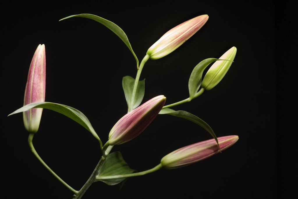 Detail of Lily Buds Before Blooming by Anonymous