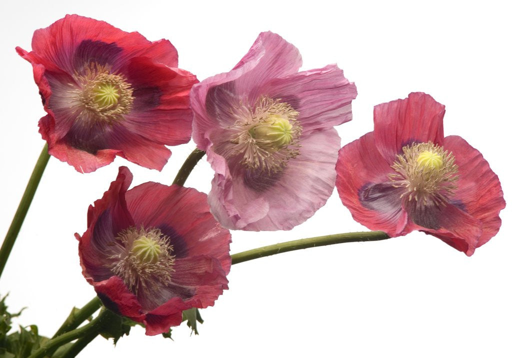 Detail of Pink Poppy Flowers in Full Bloom by Anonymous