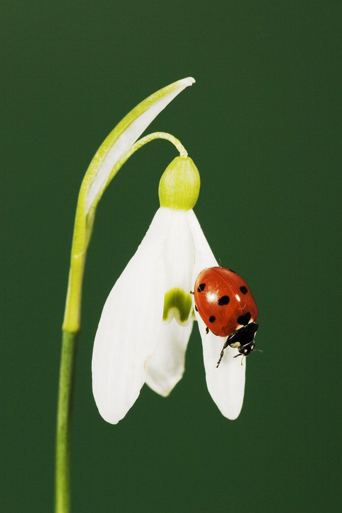 Detail of Ladybug on Snowflake Flower by Anonymous