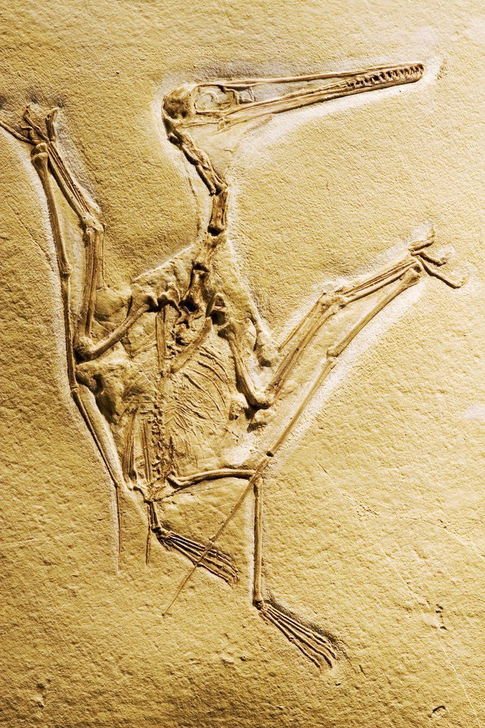 Detail of Cast of a Short-Tailed Pterosaur by Anonymous