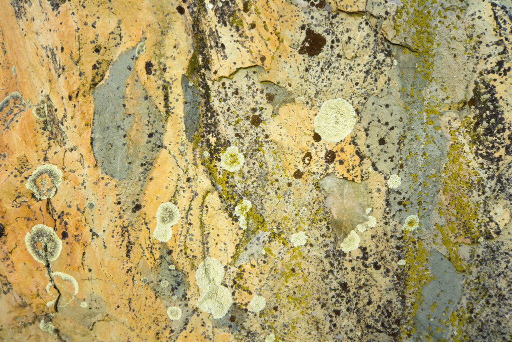 Detail of Boulder with Lichen by Anonymous