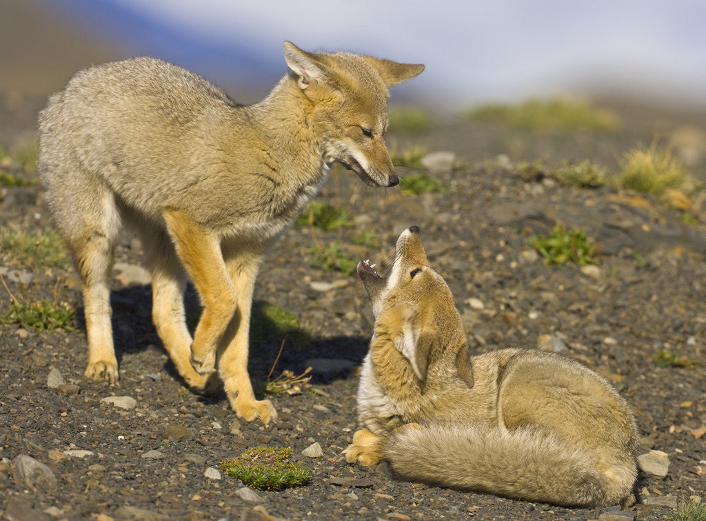 Detail of Two Paragonian Grey Fox Pups Playing by Anonymous