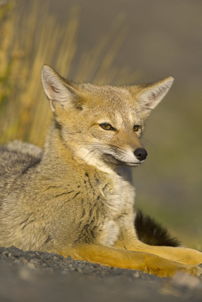 Detail of Alert Paragonian Grey Fox by Anonymous
