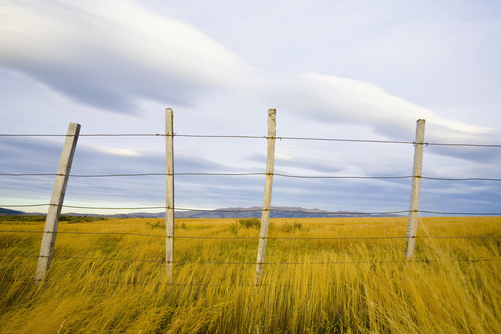 Detail of Wire Fence on Ranch by Anonymous