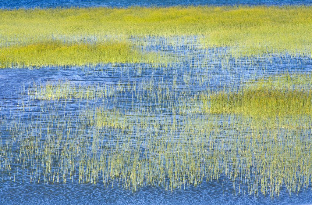 Detail of Wetland Grasses in Lake by Anonymous