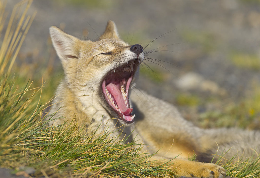 Detail of Paragonian Grey Fox Yawning by Anonymous