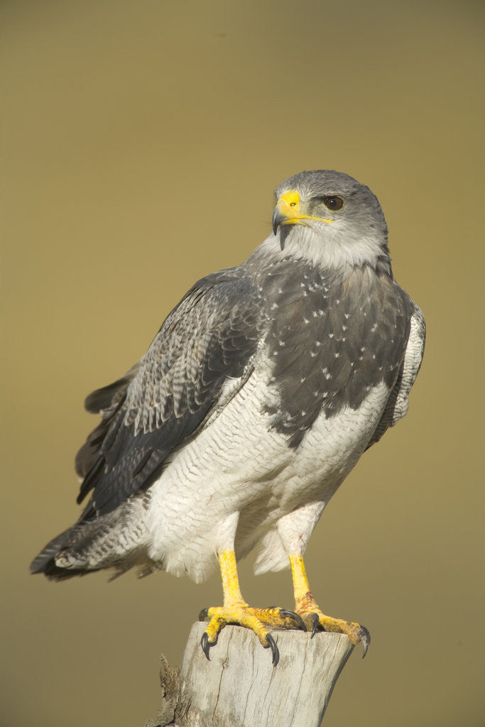 Detail of Black-chested Buzzard Eagle Perching on Fence Post by Anonymous