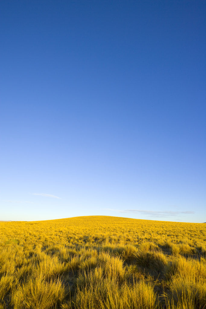 Detail of Grassland under Clear Sky by Anonymous