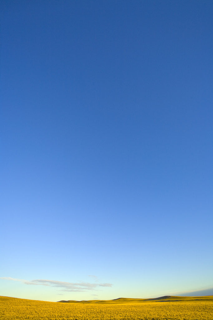 Detail of Clear Sky above Grassland by Anonymous