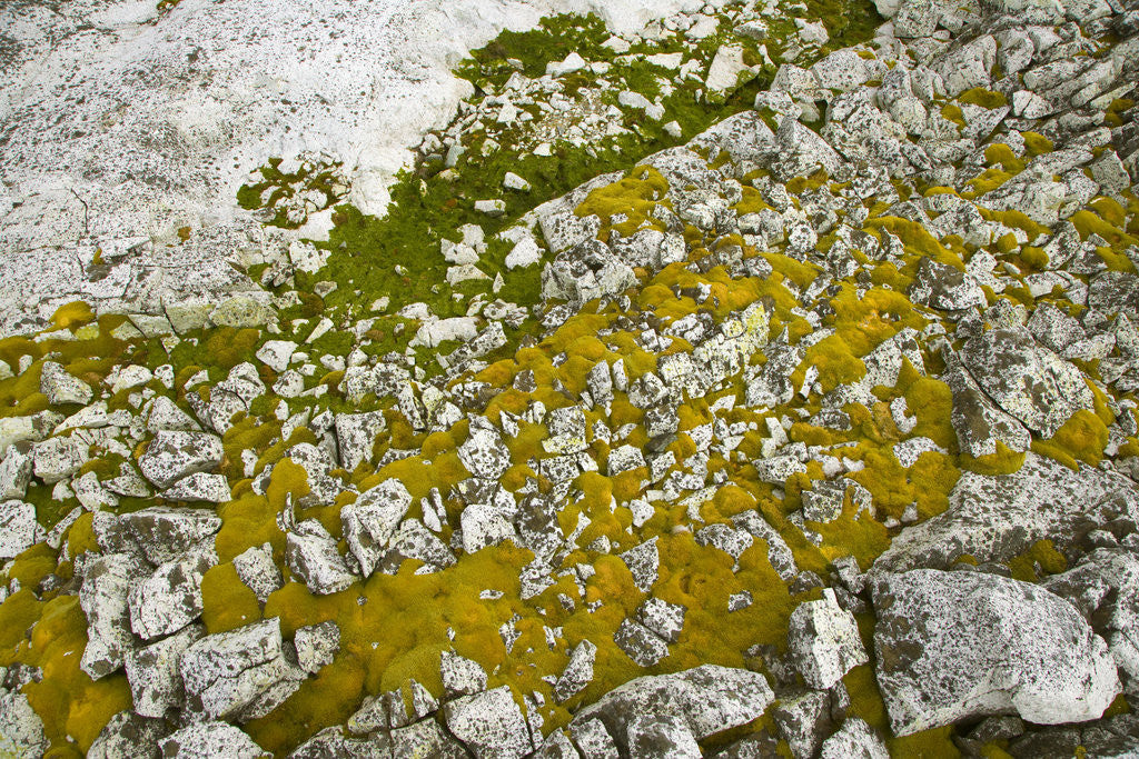 Detail of Moss and Lichens Growing on Rocks by Corbis