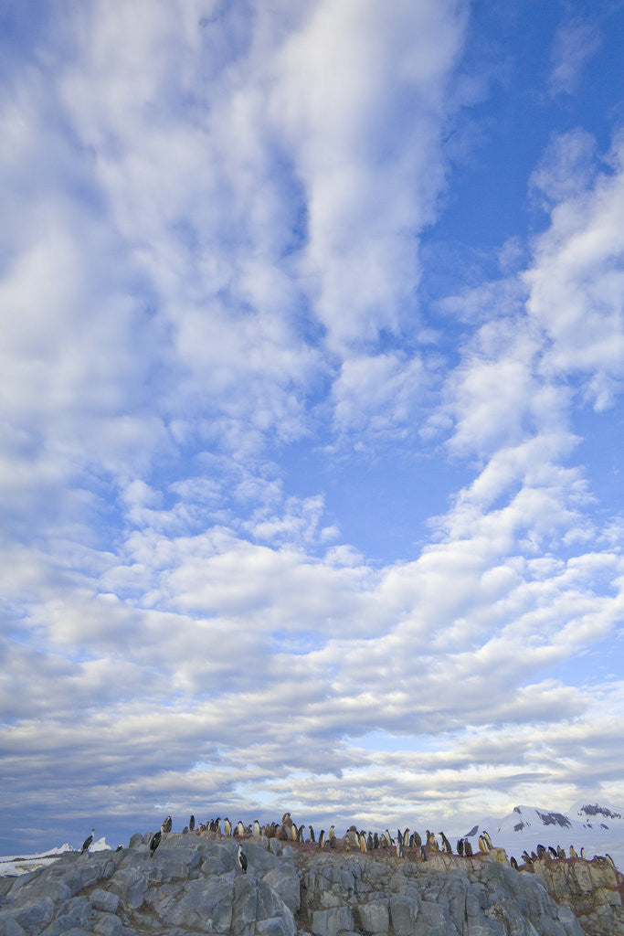 Detail of Adelie Penguin Colony on Rocky Landscape by Anonymous