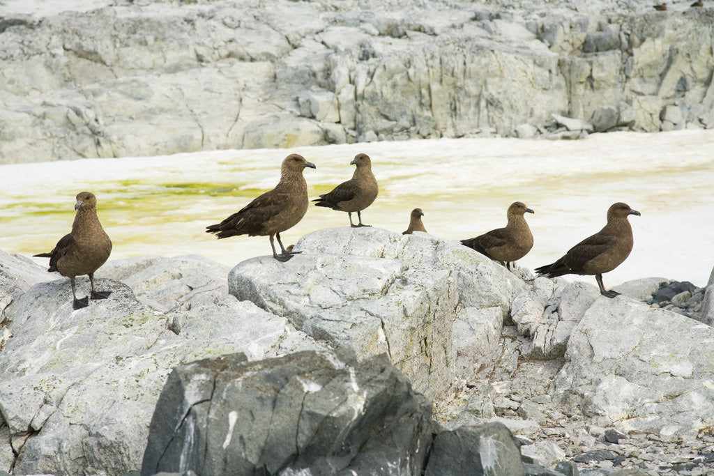 Detail of Brown Skuas Standing on Rocks by Anonymous