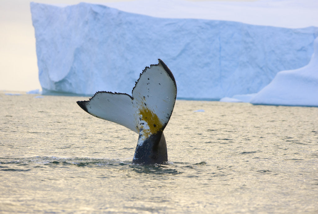 Detail of Humpback Whale Displaying Fluke by Anonymous