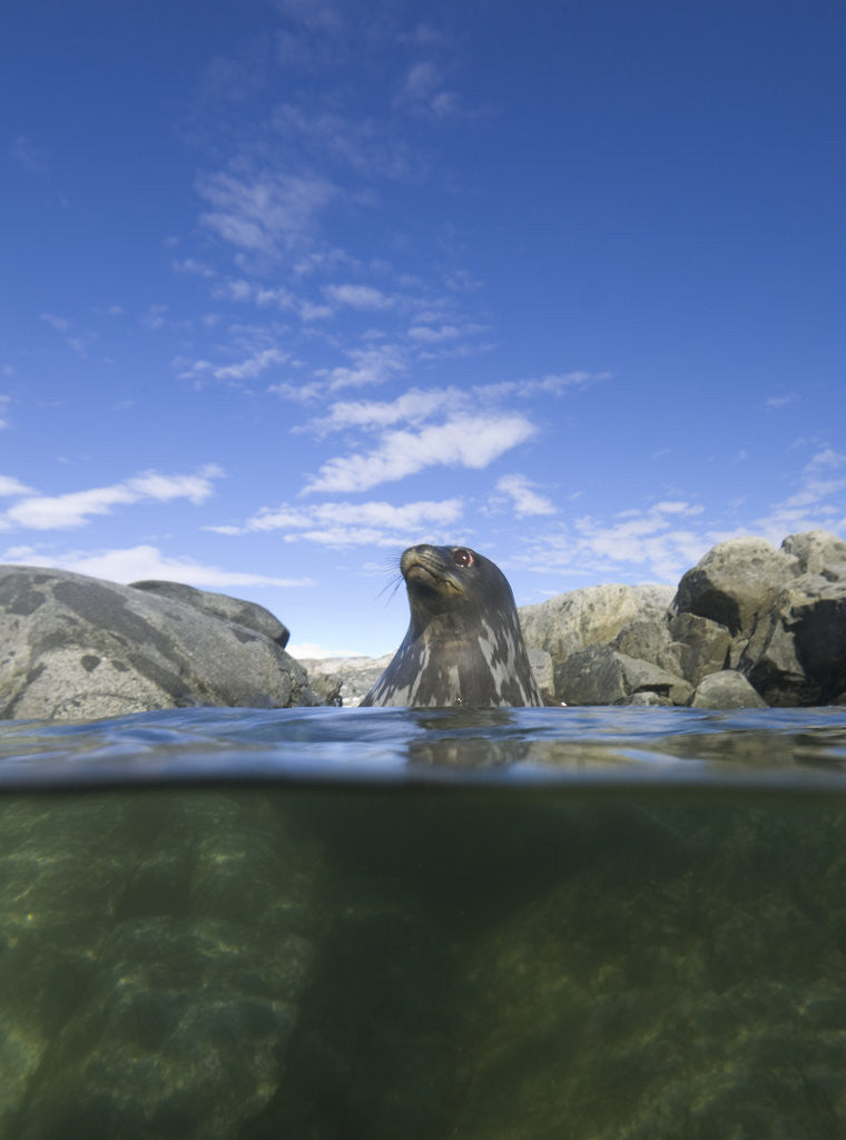 Detail of Young Weddell Seal near Coastal Rocks by Anonymous