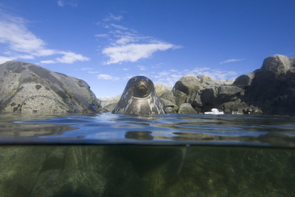 Detail of Young Weddell Seal near Coastal Rocks by Anonymous