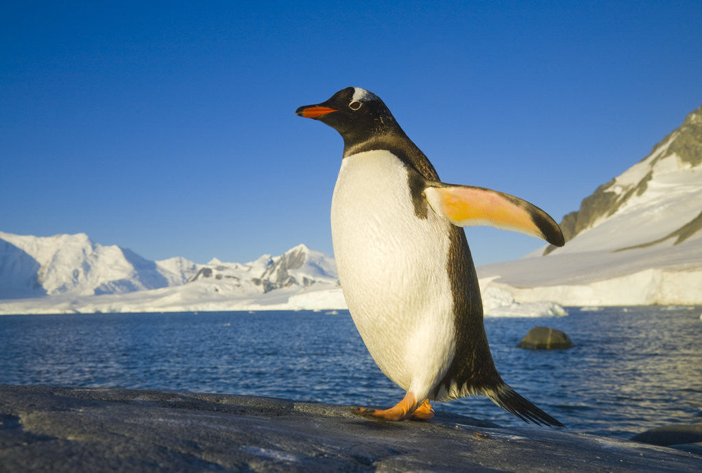 Detail of Gentoo Penguin Walking on Coastal Rock by Anonymous