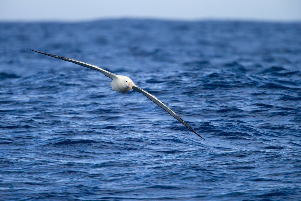 Detail of Wandering Albatross Flying above Sea by Anonymous