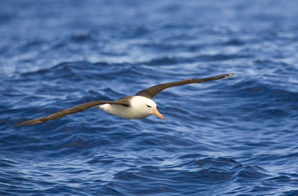 Detail of Black-browed Albatross Flying above Sea by Anonymous