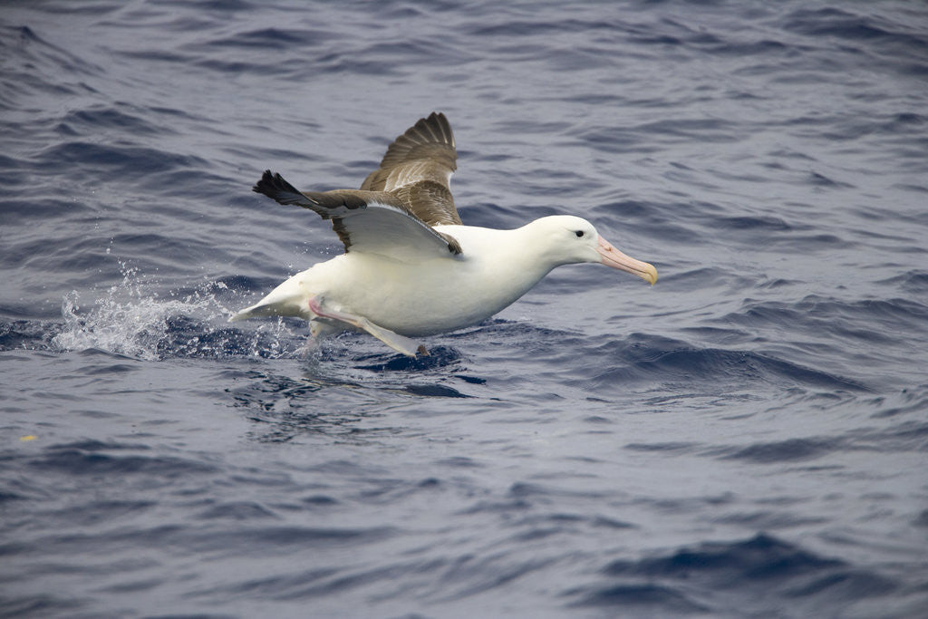 Detail of Wandering Albatross Running to Take Off by Anonymous