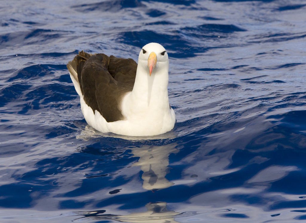 Detail of Black-browed Albatross Floating on Sea by Anonymous