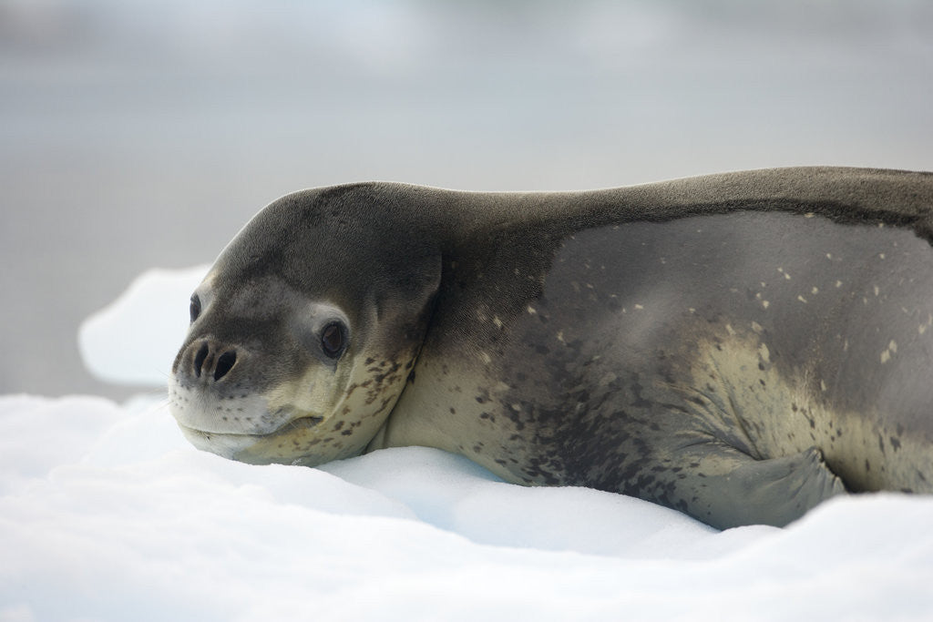 Detail of Leopard Seal Resting on Ice Floe by Anonymous