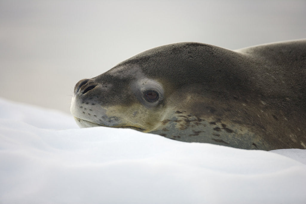 Detail of Leopard Seal Resting on Ice by Anonymous