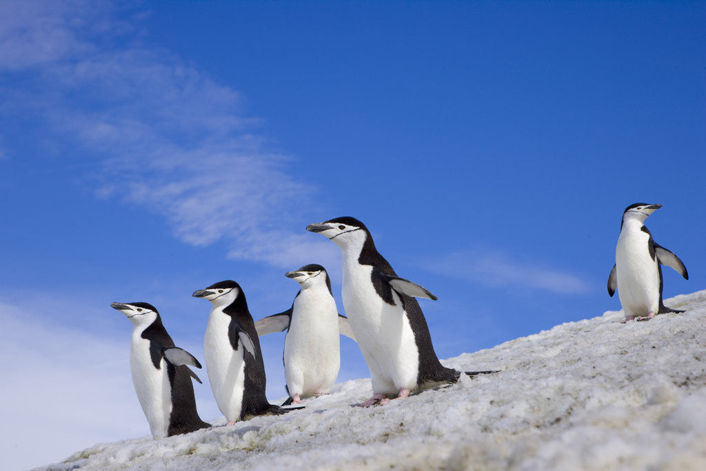 Detail of Chinstrap Penguins Descending Ridge by Anonymous