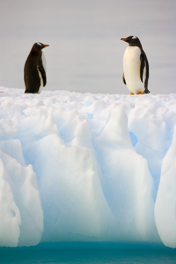 Detail of Gentoo Penguins Standing on Ice Floe by Corbis