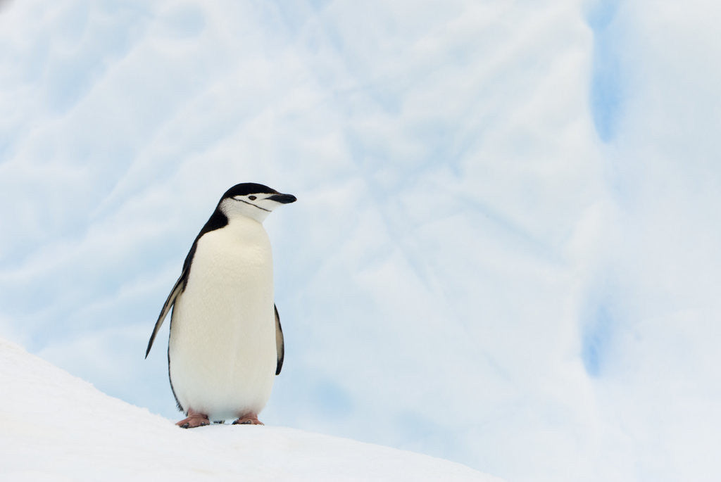 Detail of Chinstrap Penguin Standing on Iceberg by Corbis