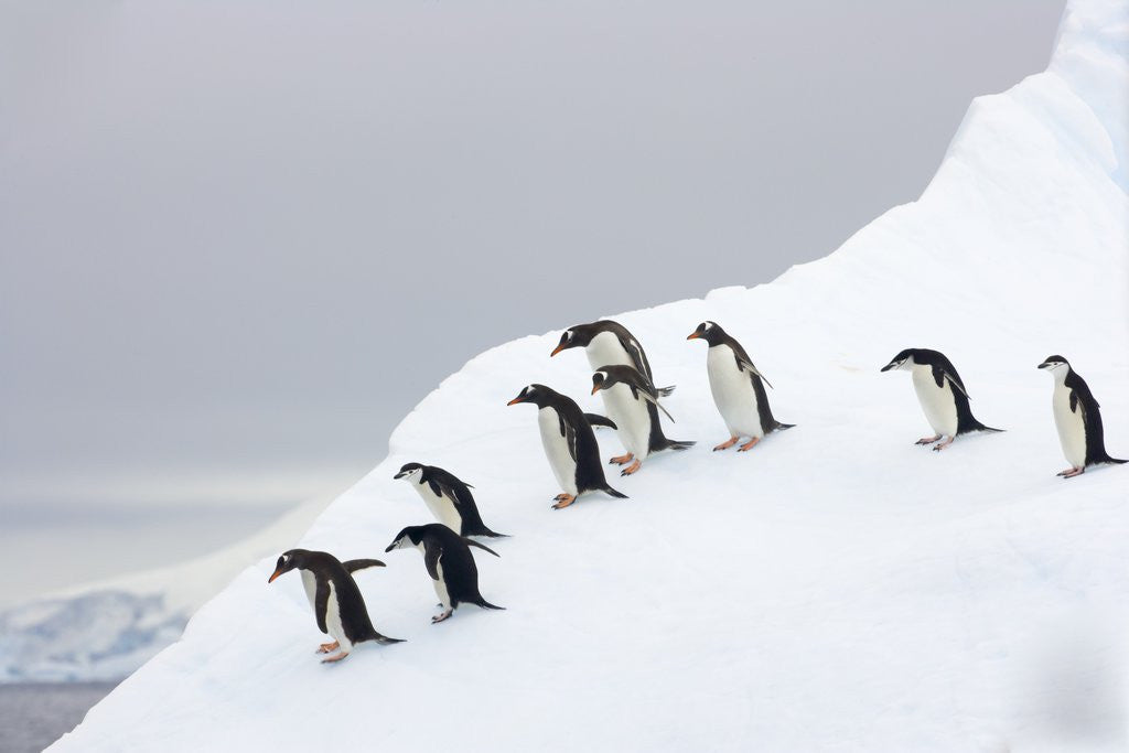 Detail of Penguins Walking to Edge of Iceberg by Anonymous