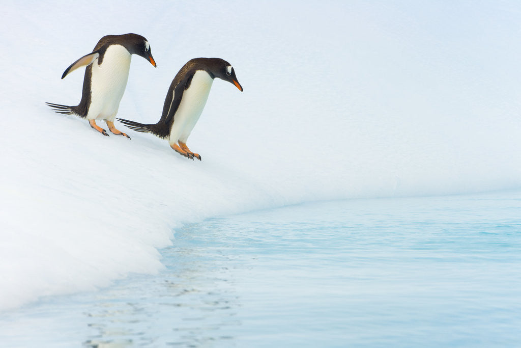 Detail of Gentoo Penguins Preparing to Jump in Water by Corbis