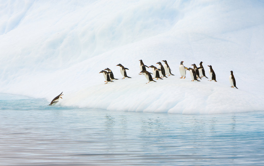 Detail of Gentoo Penguins Leaving Iceberg by Anonymous
