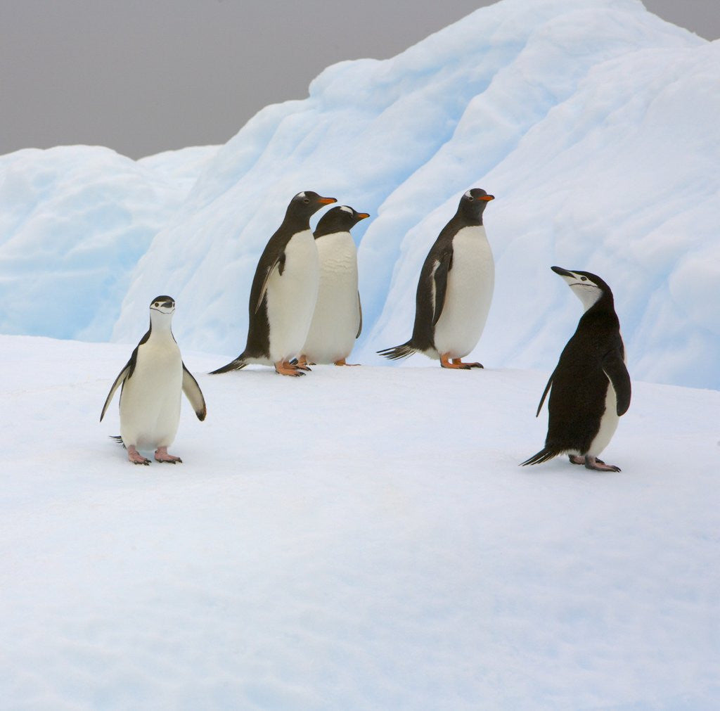 Detail of Penguins Standing on Iceberg by Anonymous
