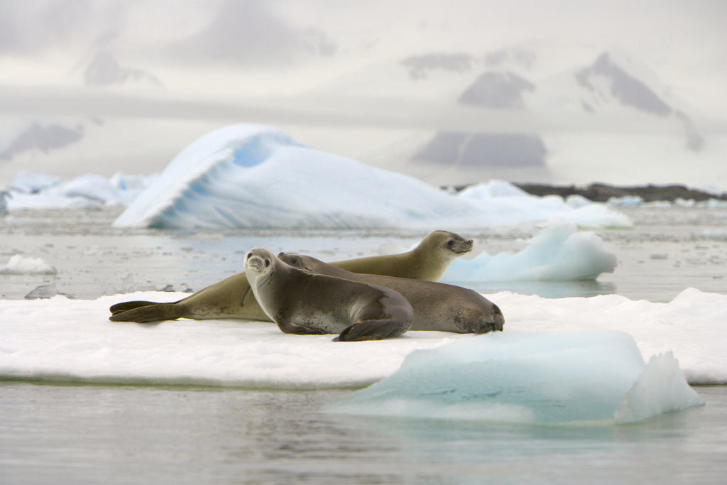 Detail of Crabeater Seals Resting on Ice Floe by Anonymous