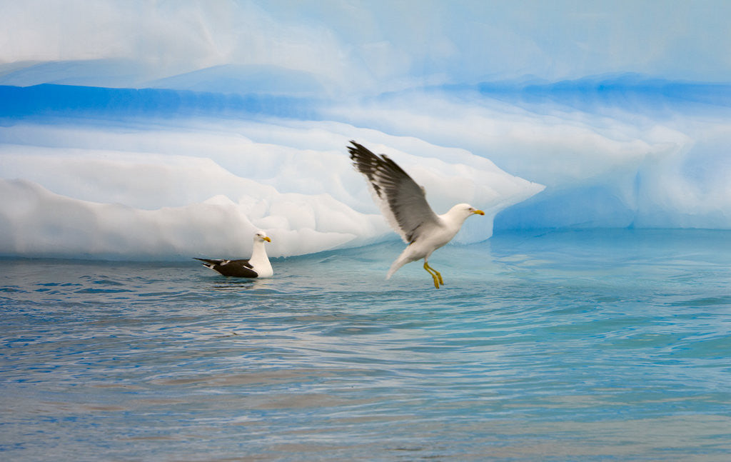 Detail of Dominican Seagulls by Iceberg by Anonymous