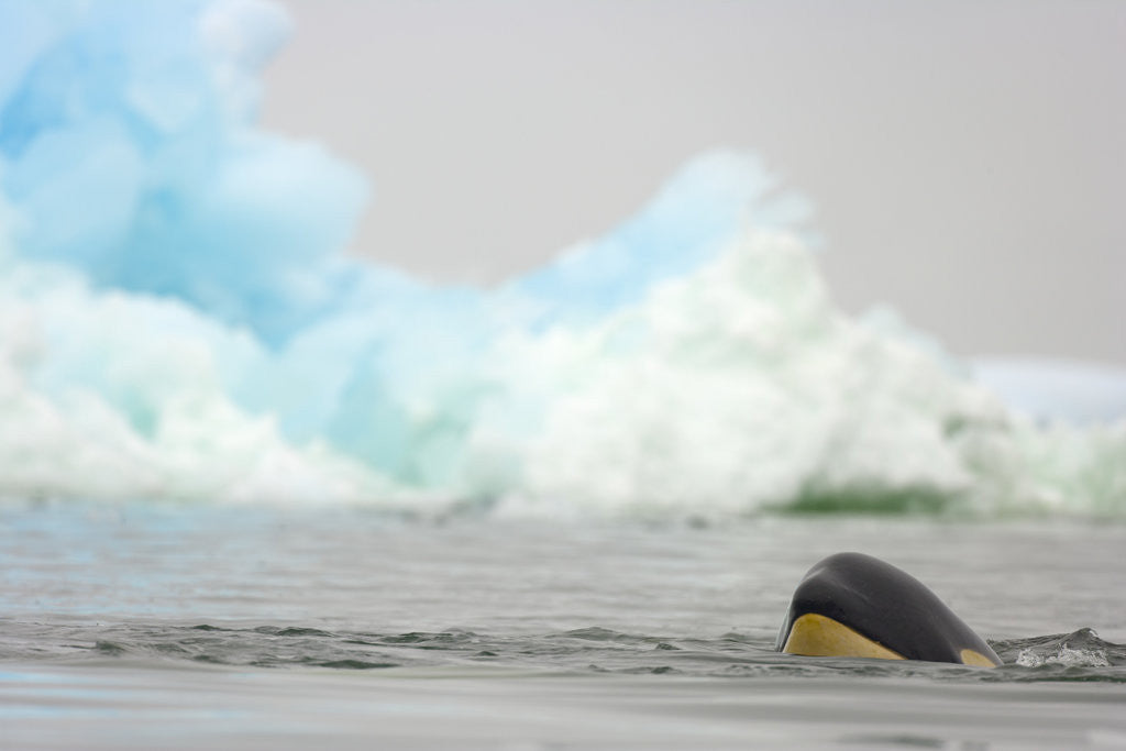 Detail of Killer Whale Swimming near Iceberg by Anonymous