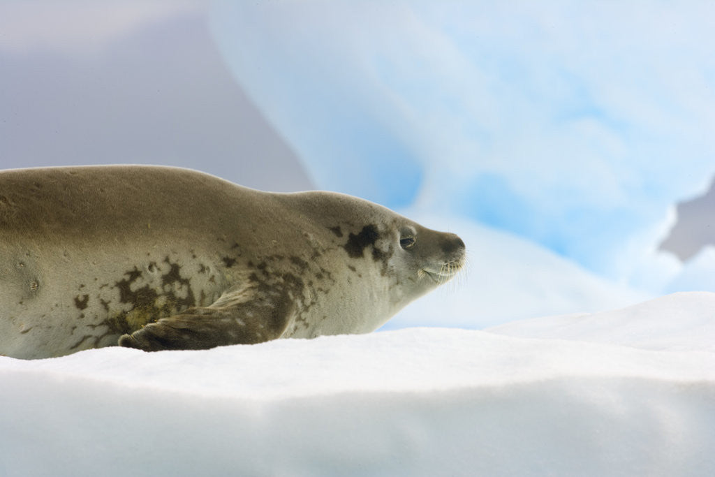 Detail of Crabeater Seal Resting on Ice by Anonymous