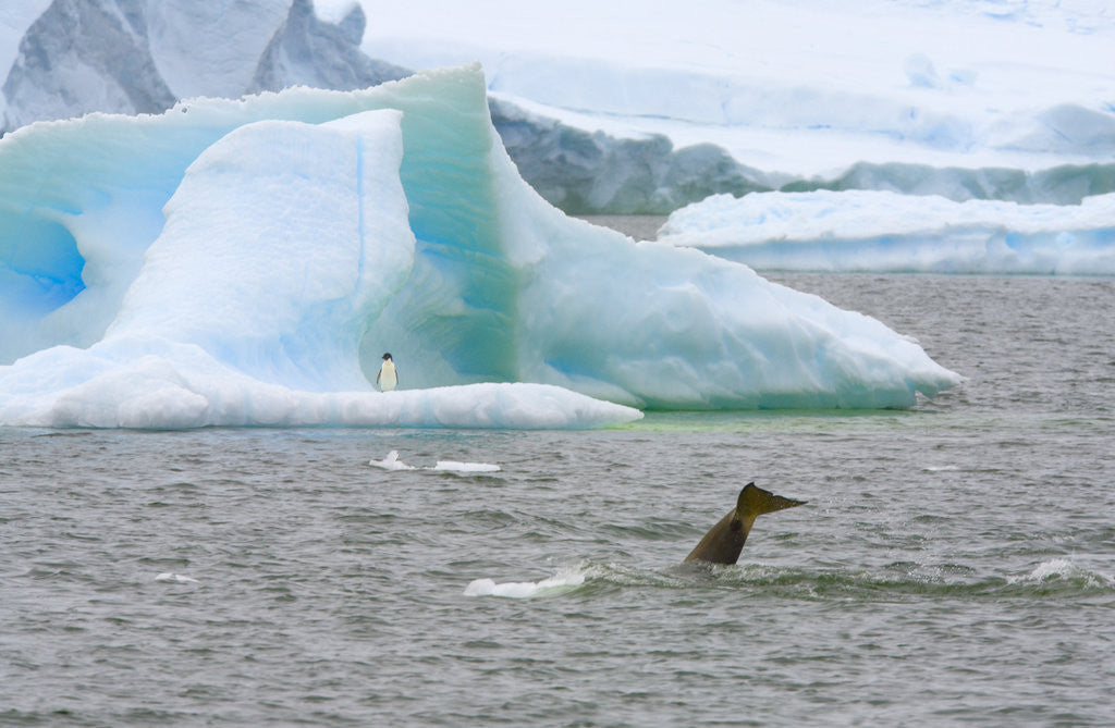Detail of Killer Whale Diving near Penguin on Iceberg by Anonymous