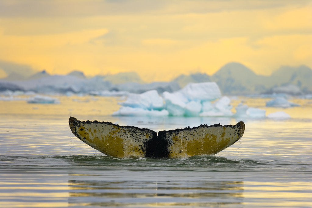 Detail of Humpback Whale Diving and Displaying Fluke by Anonymous