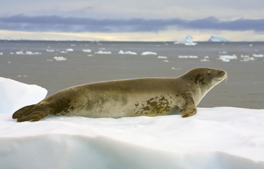 Detail of Leopard Seal Resting on Ice by Corbis