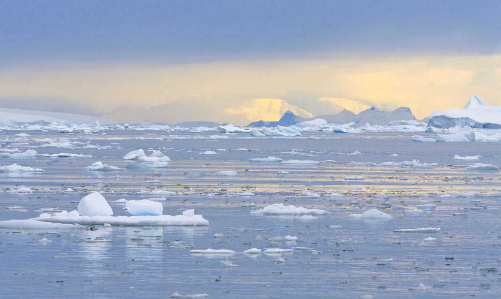 Detail of Ice Floating in the Southern Ocean by Anonymous